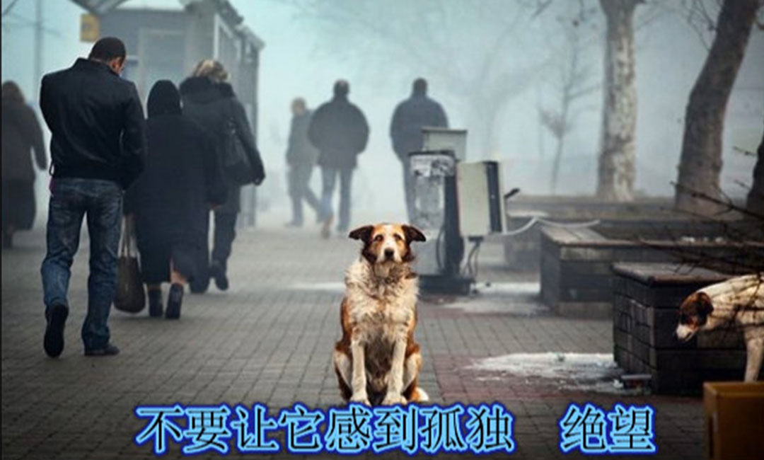 甘南甘南爱影圈微博微信转发案例
